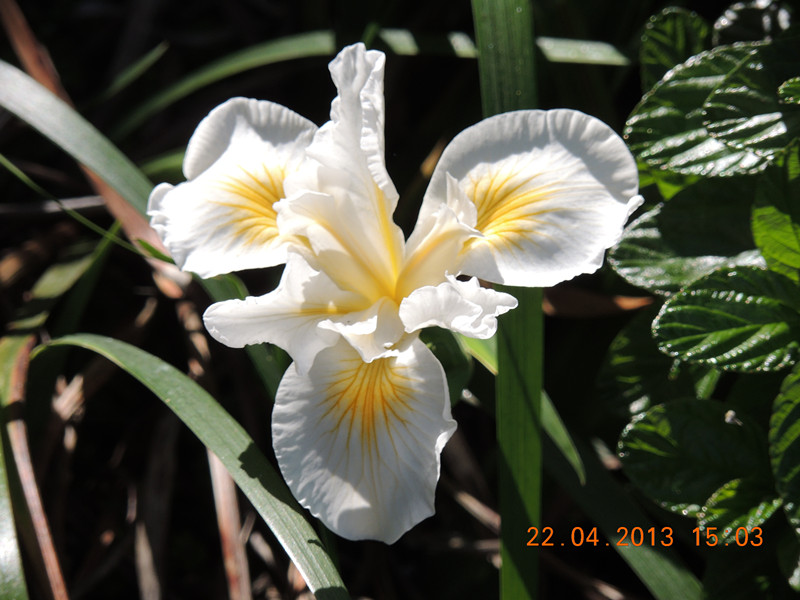 flower 2947_.jpg
