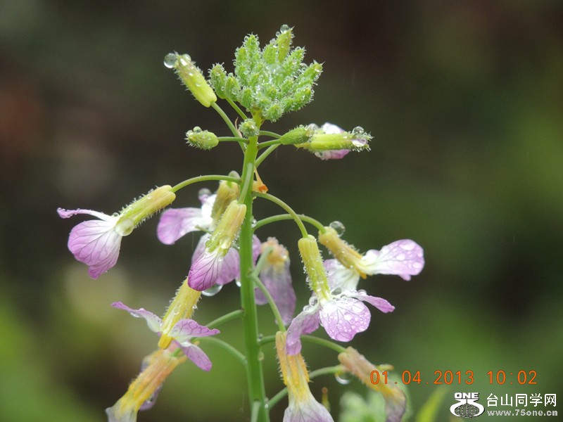 flower 2355_.jpg