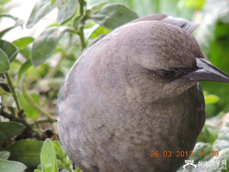 bird 1875_.jpg
