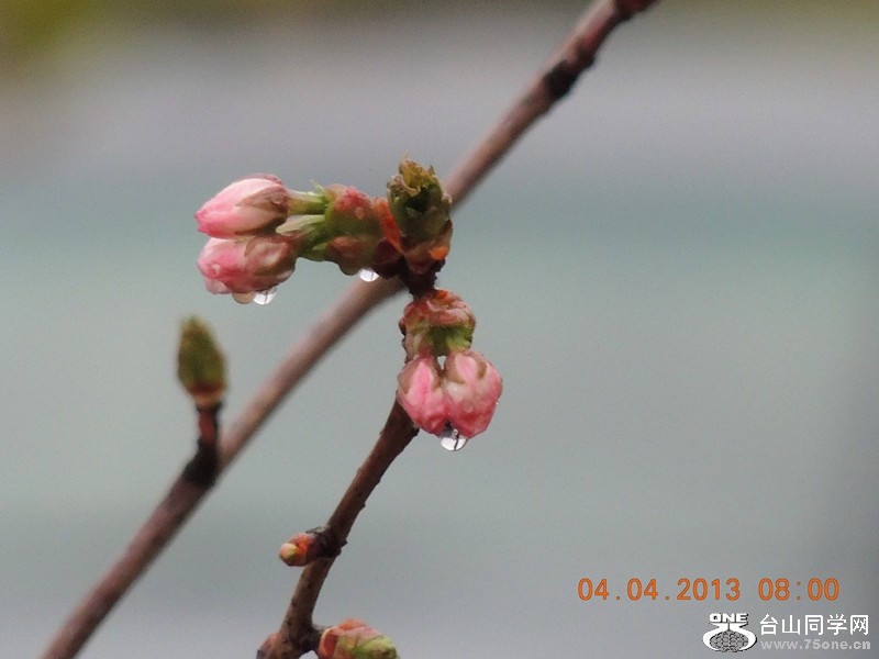 flower 2492_.jpg