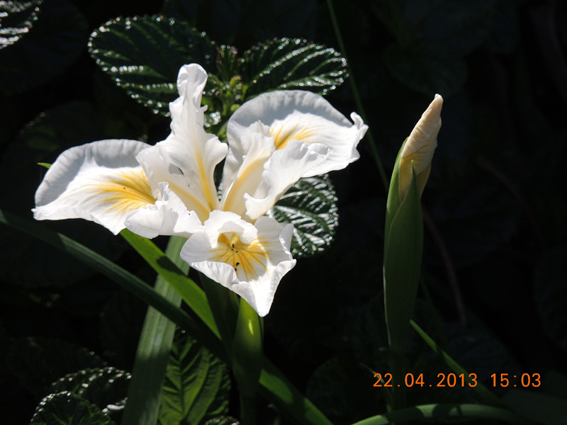 flower 2948_.jpg