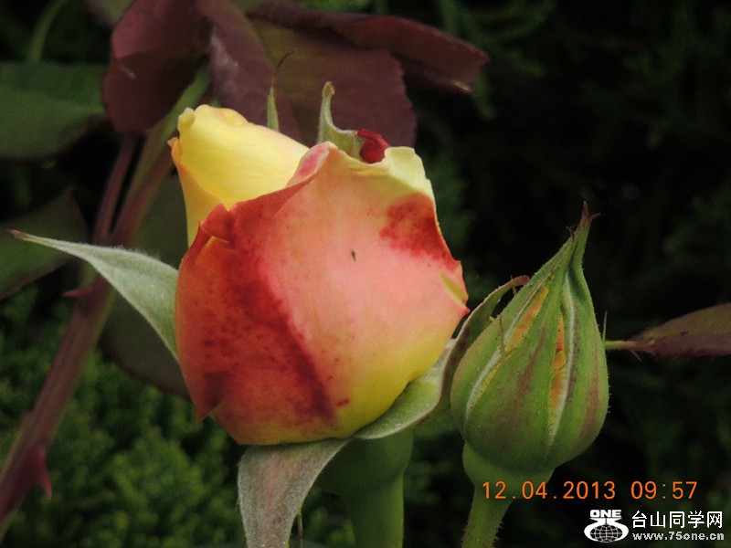 flower 2648_.jpg