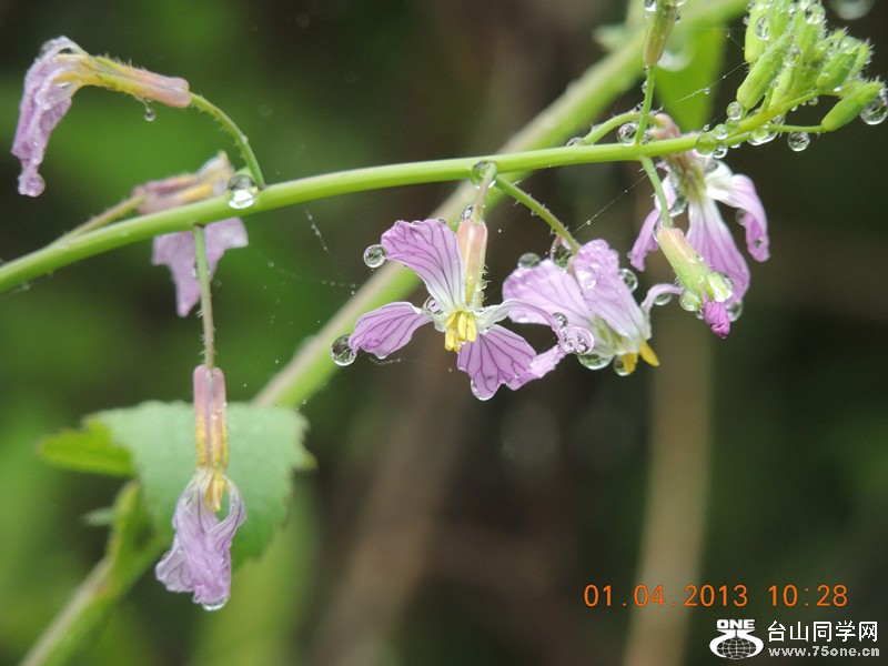 flower 2362_.jpg
