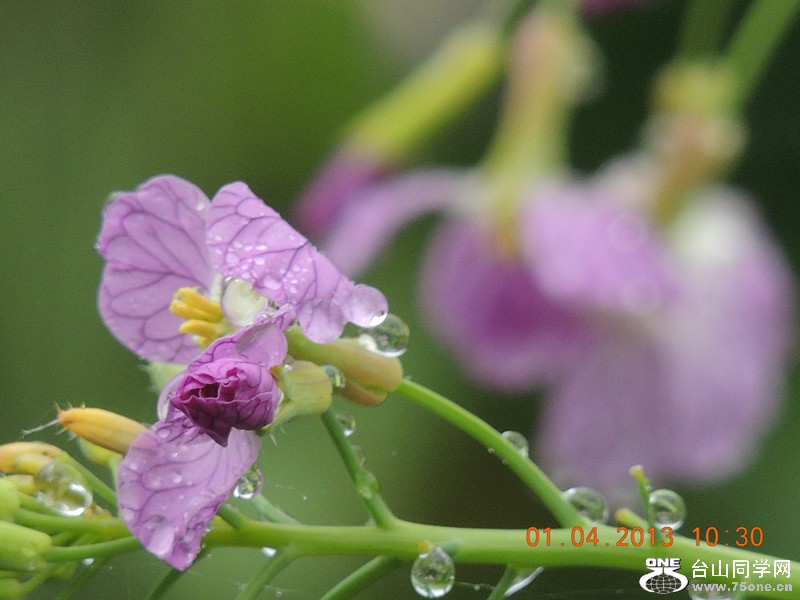 flower 2369_.jpg