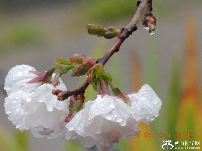 flower 2493_.jpg