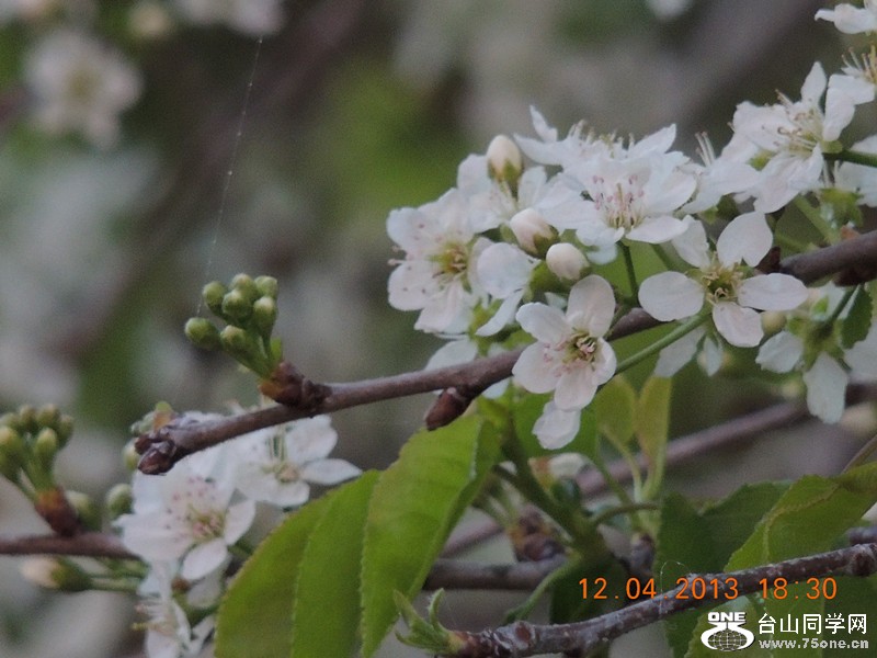 flower 2713_.jpg