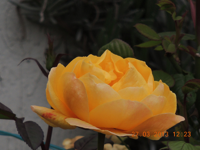 flower 1992_.jpg