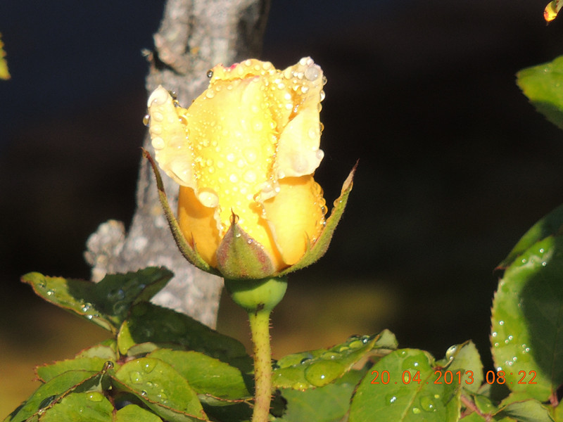 flower 2889_.jpg