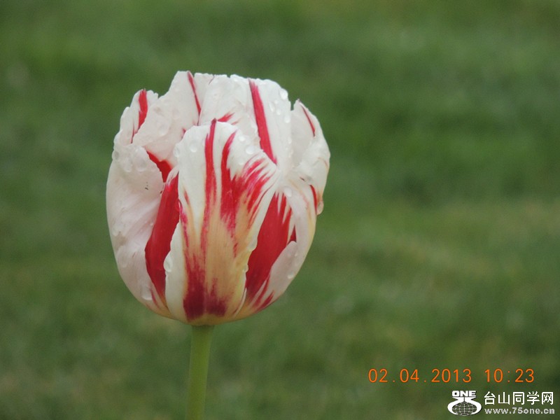 flower 2467_.jpg