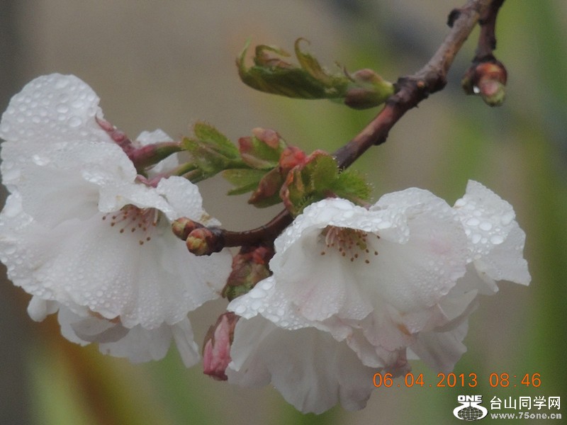 flower 2545_.jpg