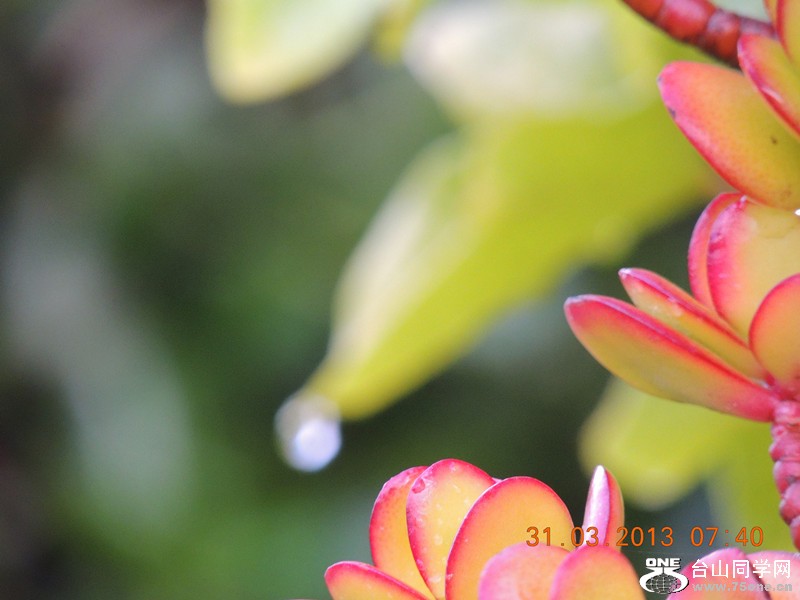 flower 2155_.jpg
