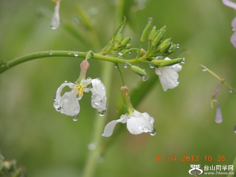 flower 2385_.jpg