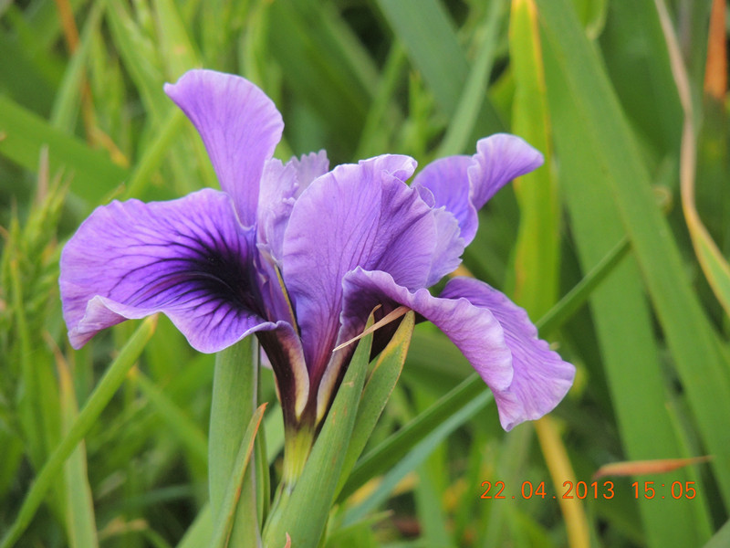 flower 2955_.jpg