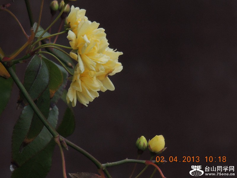 flower 2441_.jpg