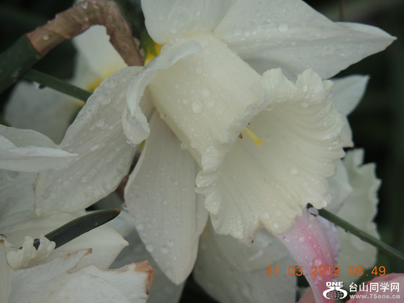 flower 2248_.jpg