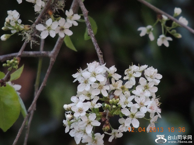 flower 2730_.jpg