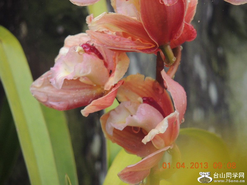 flower 2327_.jpg