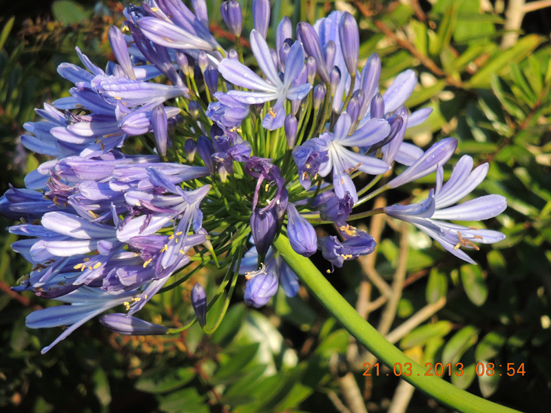 flower 1511_.jpg