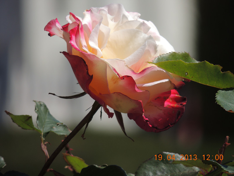 flower 2844_.jpg