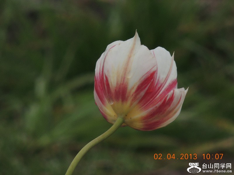 flower 2406_.jpg