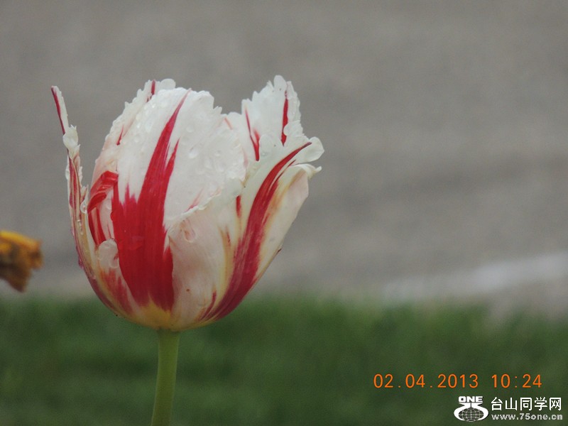 flower 2471_.jpg