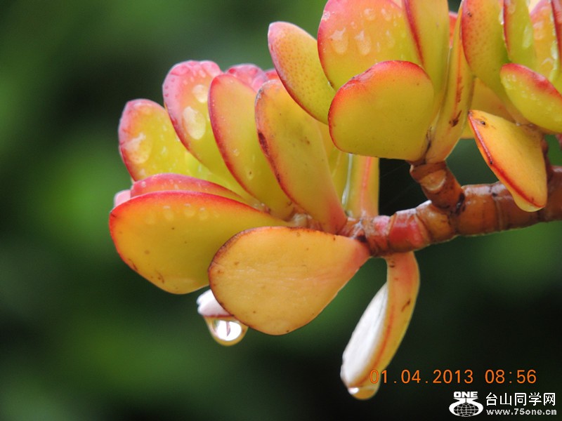 flower 2312_.jpg
