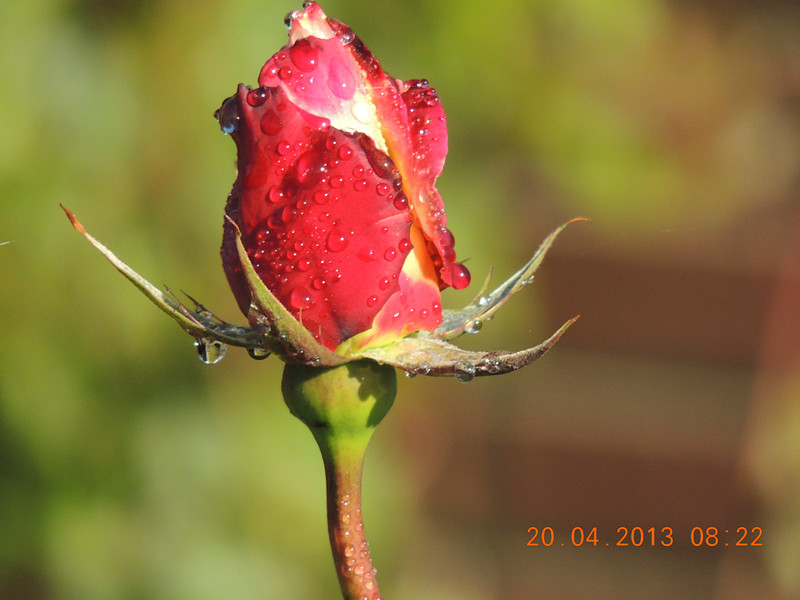 flower 2891_.jpg