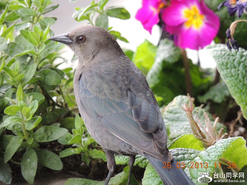 bird 1872_.jpg