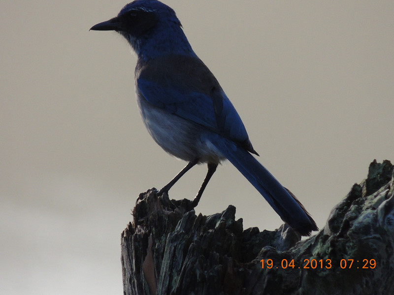 bird 2095_.jpg