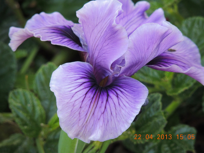 flower 2957_.jpg
