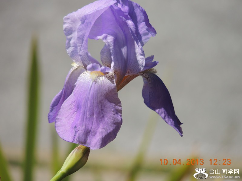 flower 2598_.jpg