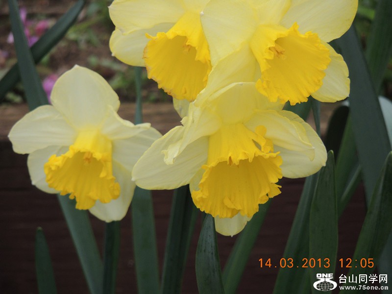 flower 1320_.jpg