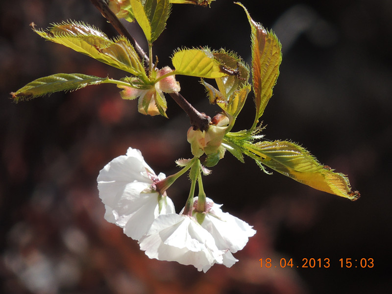 flower 2822_.jpg