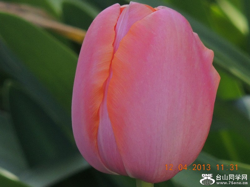 flower 2692_.jpg