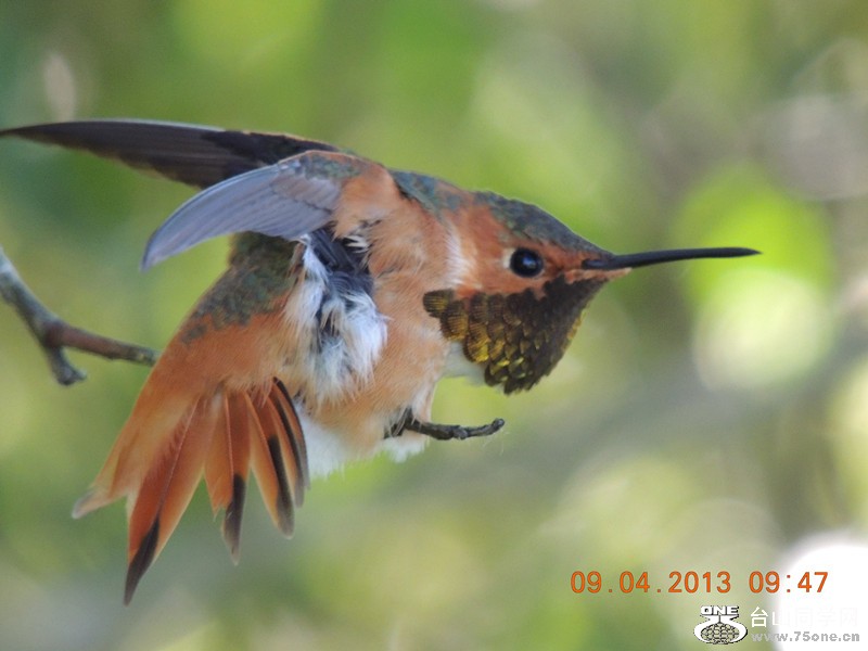 bird 1996_.jpg
