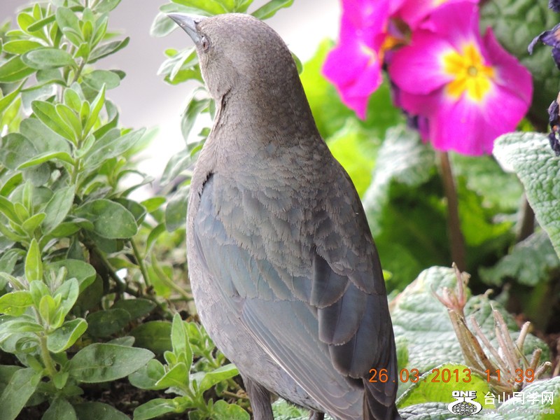 bird 1871_.jpg