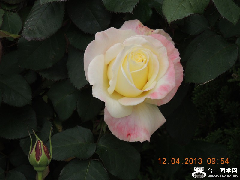 flower 2641_.jpg