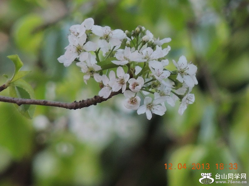 flower 2721_.jpg