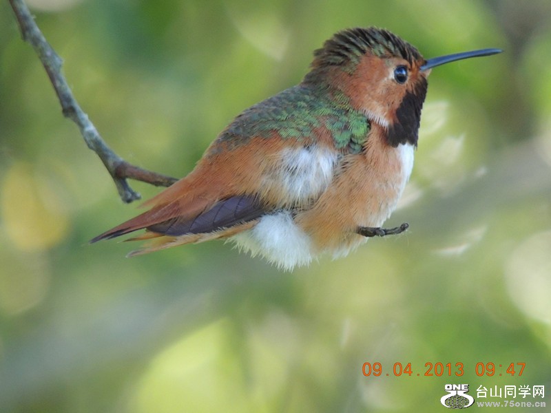 bird 1994_.jpg