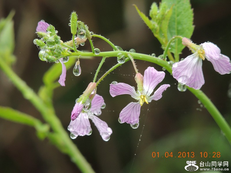 flower 2363_.jpg