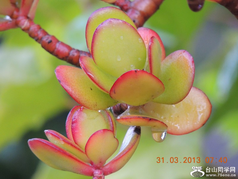 flower 2156_.jpg