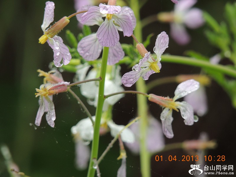 flower 2364_.jpg