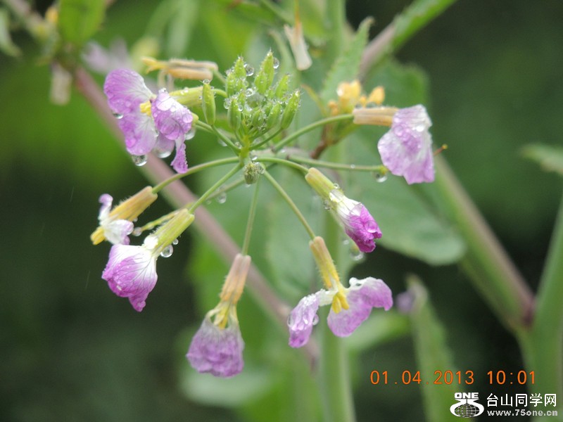 flower 2354_.jpg