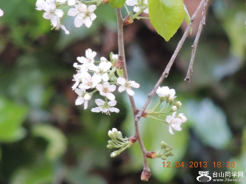 flower 2732_.jpg