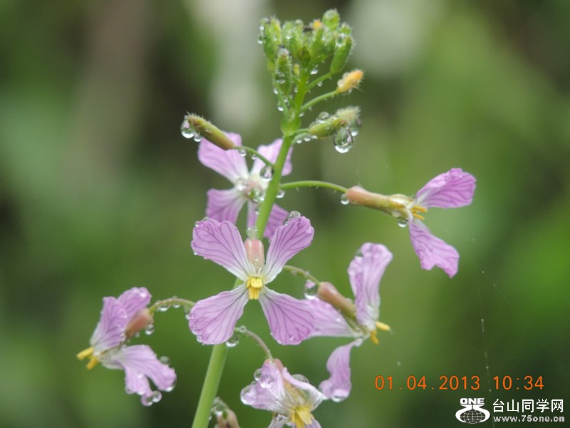 flower 2383_.jpg