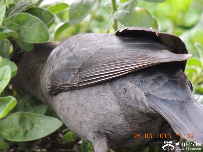 bird 1874_.jpg