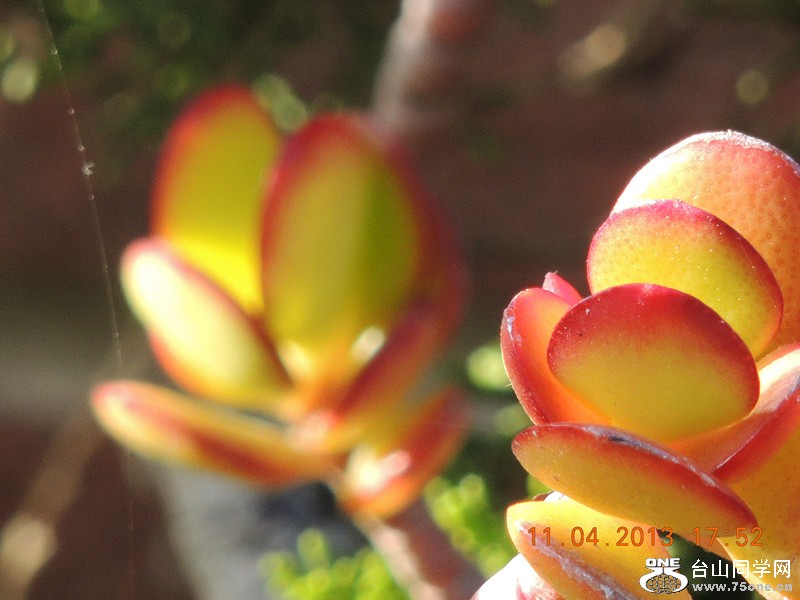 flower 2629_.jpg
