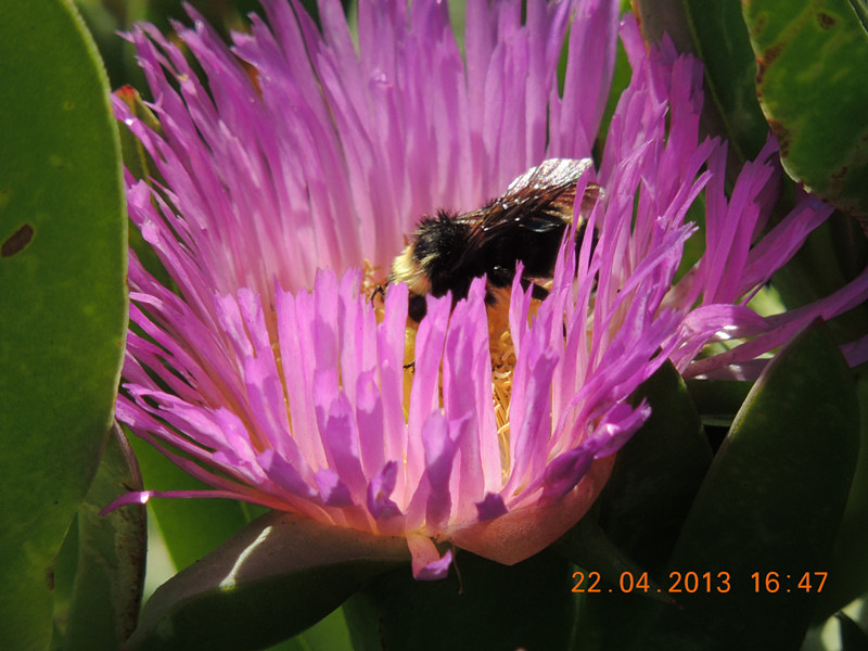 flower 3035_.jpg
