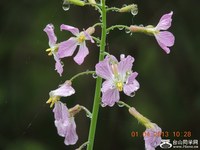 flower 2360_.jpg
