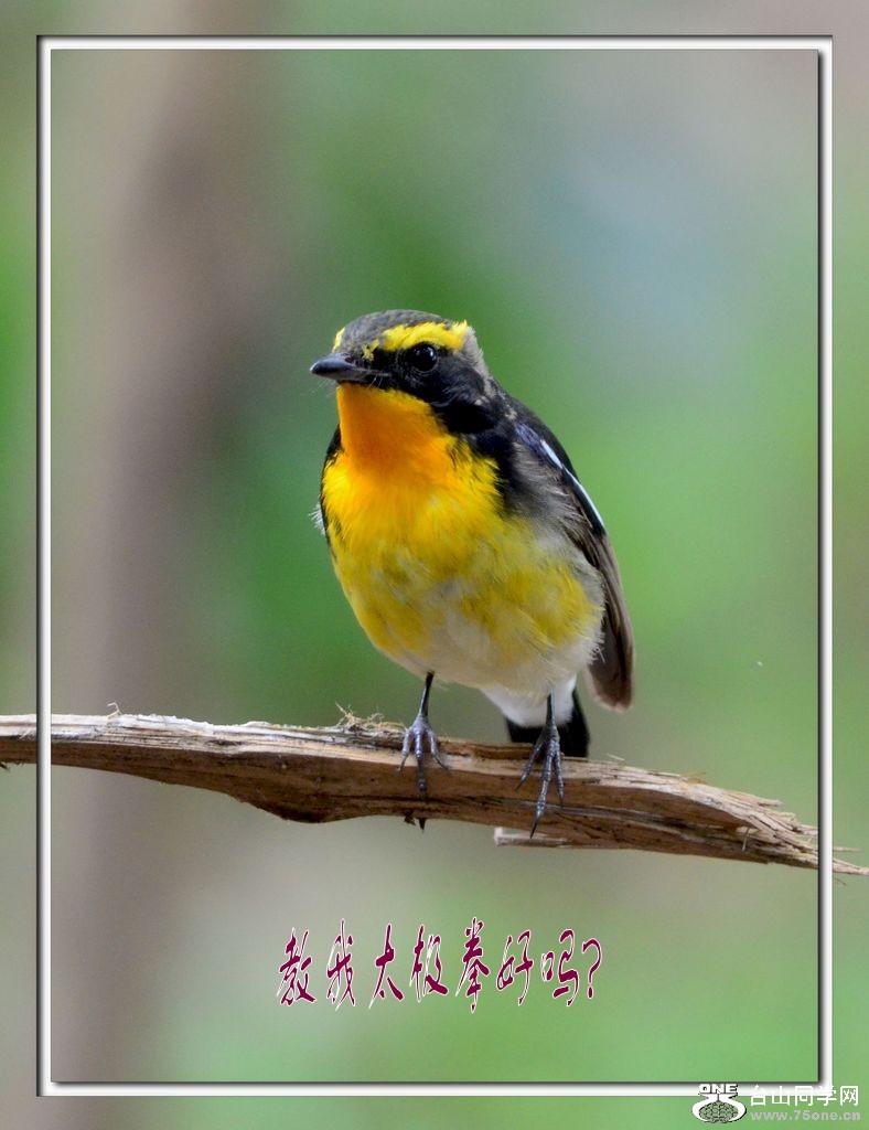 DSC_2356_conew1.jpg
